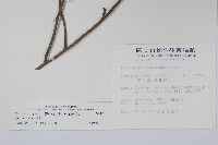 武靴藤藏品圖，第2張