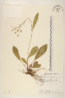 刀傷草藏品圖，第1張