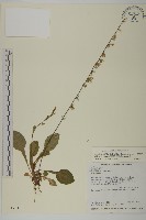 臺灣鬼督郵藏品圖，第1張