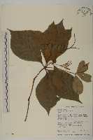 臺灣及己藏品圖，第1張