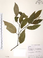 風藤藏品圖，第1張