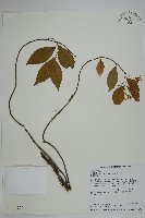 細梗絡石藏品圖，第1張