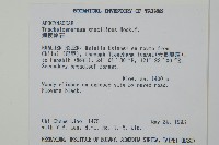 細梗絡石藏品圖，第2張