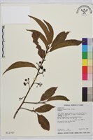 鈍齒鼠李藏品圖，第2張