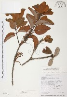 杜鵑桑寄生藏品圖，第1張