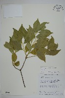 登錄號:S012769藏品圖，第1張