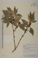 福建賽衛矛、福建假衛矛藏品圖，第1張