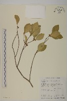 日本賽衛矛、日本假衛矛藏品圖，第1張