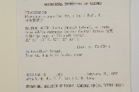 日本賽衛矛、日本假衛矛藏品圖，第2張