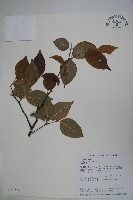 草野氏冬青藏品圖，第1張