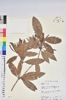 西施花、青紫木藏品圖，第1張