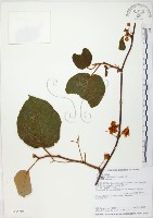 臺灣羊桃藏品圖，第1張