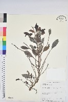 細葉饅頭果藏品圖，第1張