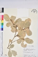 白樹仔藏品圖，第1張