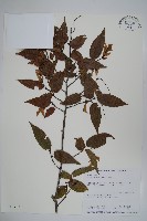 阿里山千金榆藏品圖，第1張