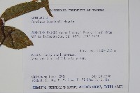 阿里山千金榆藏品圖，第2張