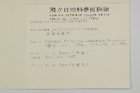 淡綠葉衛矛藏品圖，第2張