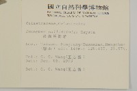 淡綠葉衛矛藏品圖，第2張