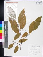 柿葉野櫻、蘭嶼野櫻花藏品圖，第1張