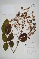 登錄號:S012804藏品圖，第1張