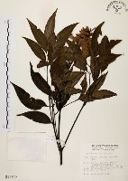黃杞藏品圖，第1張