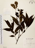 黃杞藏品圖，第1張