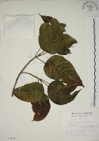 幹花榕藏品圖，第1張