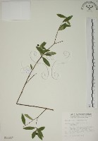 披針葉蕘花藏品圖，第1張