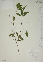 披針葉蕘花藏品圖，第1張
