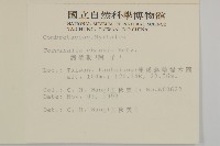 訶梨勒、訶子藏品圖，第2張