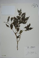 登錄號:S012833藏品圖，第1張