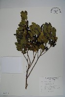 倒卵葉冬青、金平氏冬青藏品圖，第1張