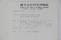 倒卵葉冬青、金平氏冬青藏品圖，第2張