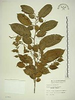 桶鉤藤藏品圖，第1張