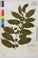 桶鉤藤藏品圖，第2張