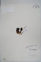 穗花蛇菰藏品圖，第1張