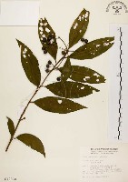 黑星紫金牛藏品圖，第1張