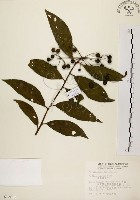 黑星紫金牛藏品圖，第1張