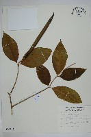 雷君木藏品圖，第1張