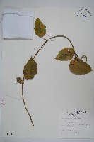 臺灣牛嬭菜藏品圖，第1張