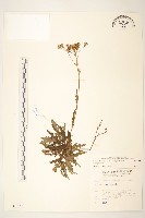台東黃菀藏品圖，第1張