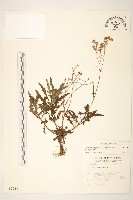 台東黃菀藏品圖，第1張