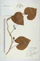 大萼旋花藏品圖，第1張