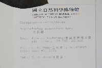 冷飯藤藏品圖，第2張