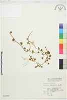 掌葉毛茛藏品圖，第1張