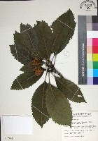 山枇杷、臺灣枇杷藏品圖，第1張