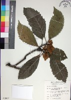 山枇杷、臺灣枇杷藏品圖，第1張