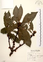 五掌楠藏品圖，第1張