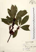 五掌楠藏品圖，第1張