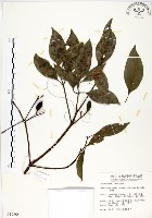 瓊楠藏品圖，第1張